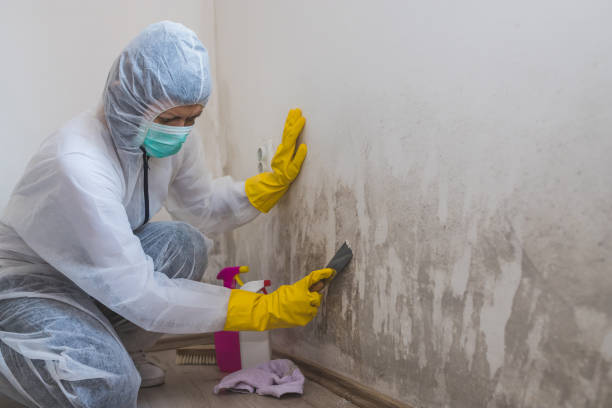 Best Mold Damage Restoration  in Marine City, MI
