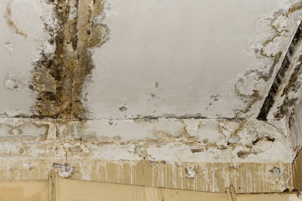 Best Forensic Mold Investigation  in Marine City, MI